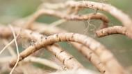 Marshmallow Root (Image via Freepik)